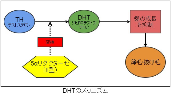 DHT（ジヒドロテストステロン）の原因
