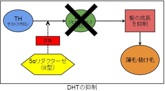 DHT（ジヒドロテストステロン）抑制