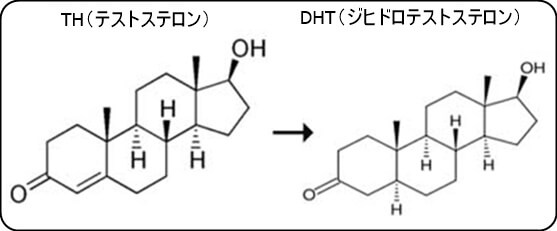 DHT(ジヒドロテストステロン)